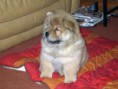 /album/fotogaleria-inicio/chow-chow-jpg1/